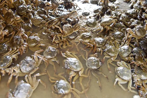 益阳大闸蟹的产地，产于大通湖