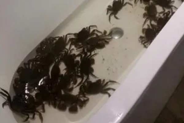 益阳大闸蟹的产地，产于大通湖