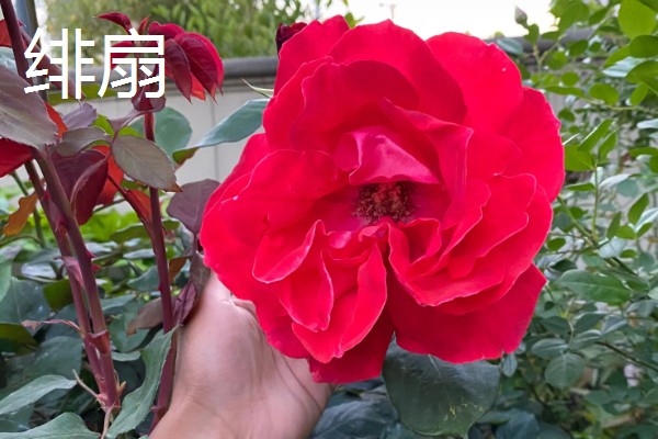 大花月季有哪些品种，有绯扇、烟花波浪等