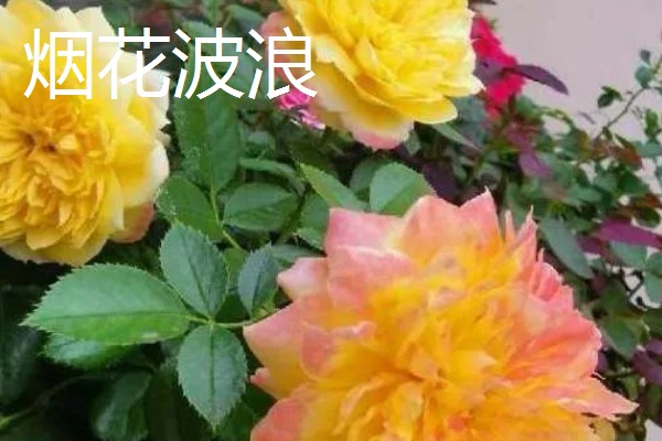 大花月季有哪些品种，有绯扇、烟花波浪等