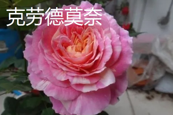 大花月季有哪些品种，有绯扇、烟花波浪等