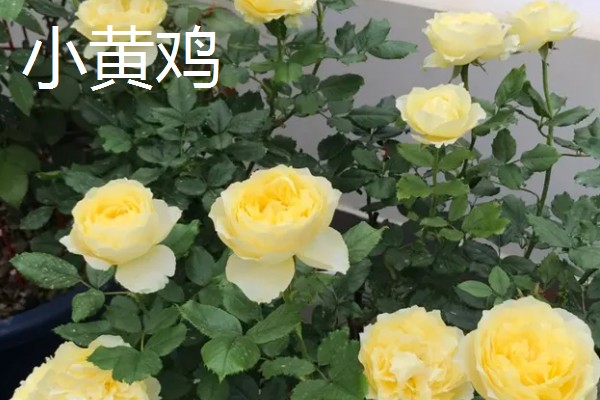 大花月季有哪些品种，有绯扇、烟花波浪等