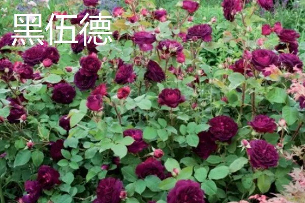 大花月季有哪些品种，有绯扇、烟花波浪等