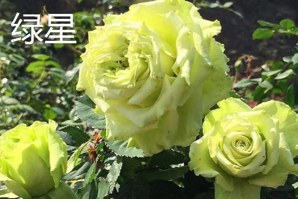 大花月季有哪些品种，有绯扇、烟花波浪等