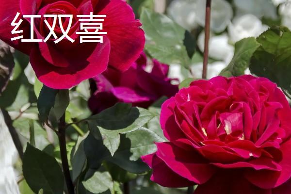 大花月季有哪些品种，有绯扇、烟花波浪等