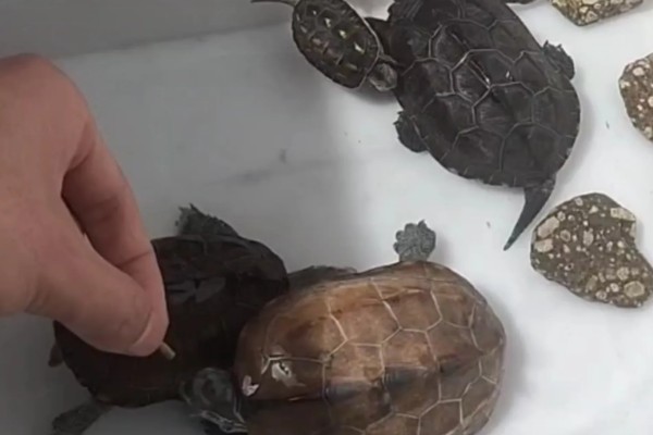 乌龟可以吃什么,可以吃动物性饲料、植物性饲料等