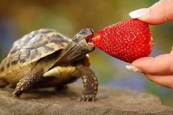 乌龟可以吃什么,可以吃动物性饲料、植物性饲料等
