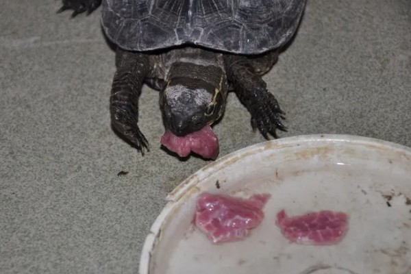 乌龟可以吃什么,可以吃动物性饲料、植物性饲料等