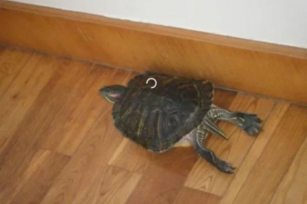 乌龟可以吃什么,可以吃动物性饲料、植物性饲料等