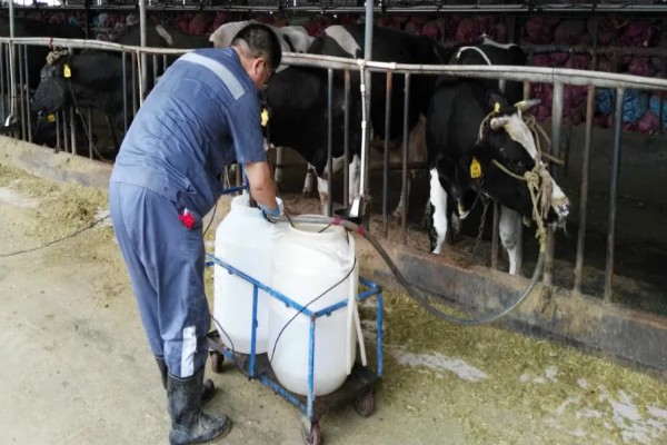 牛为什么不喝水，常见瘤胃积食、瘤胃膨胀等原因