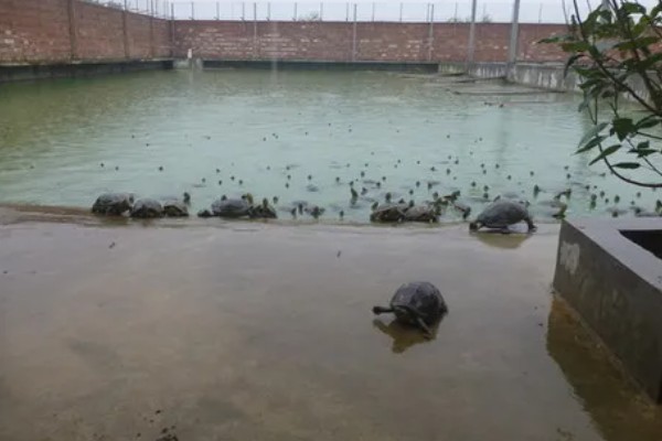 乌龟肠胃炎疾病如何预防，可提高龟池水质的质量