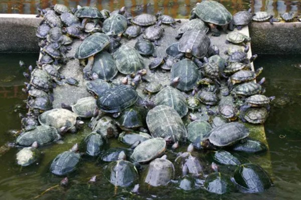 乌龟肠胃炎疾病如何预防，可提高龟池水质的质量