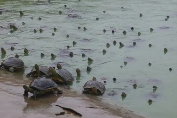 乌龟肠胃炎疾病如何预防，可提高龟池水质的质量