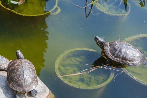 乌龟肠胃炎疾病如何预防，可提高龟池水质的质量