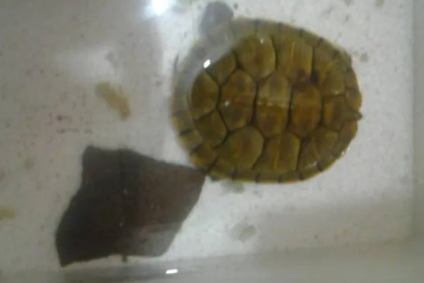 乌龟肠胃炎疾病如何预防，可提高龟池水质的质量