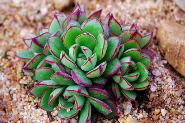 多肉丹尼尔的养殖方法，放在窗户旁边接受光照