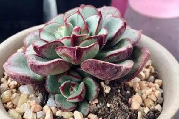 多肉丹尼尔的养殖方法，放在窗户旁边接受光照