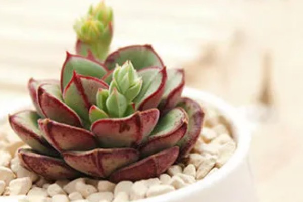 多肉丹尼尔的养殖方法，放在窗户旁边接受光照