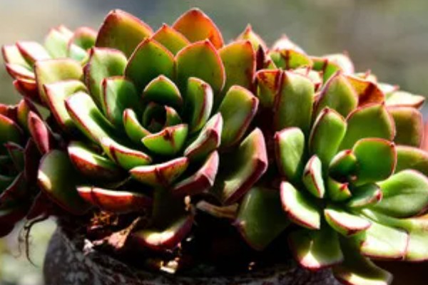 多肉丹尼尔的养殖方法，放在窗户旁边接受光照