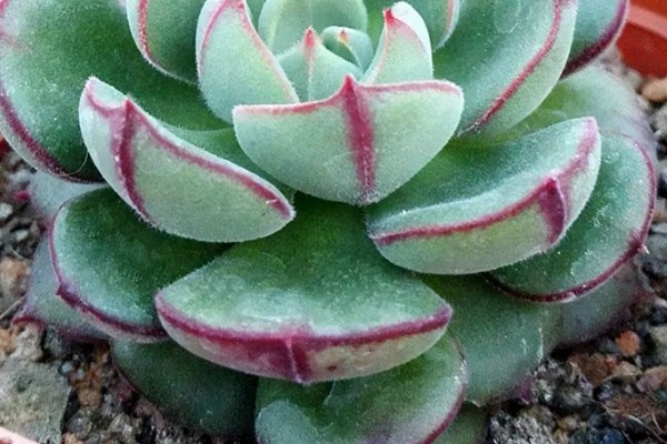 多肉丹尼尔的养殖方法，放在窗户旁边接受光照