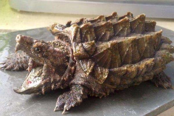 鳄龟如何冬眠，幼年时期的鳄龟不建议进入冬眠