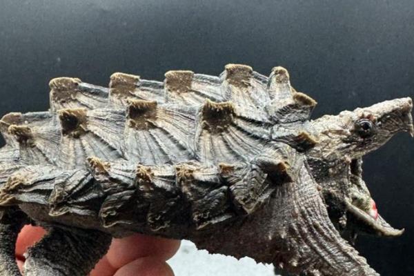 鳄龟如何冬眠，幼年时期的鳄龟不建议进入冬眠