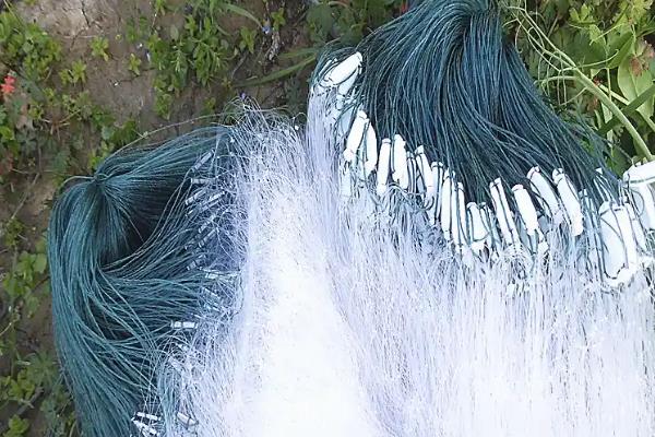 丝网怎么样才能捕捉到鱼，如果水不深则白天下网