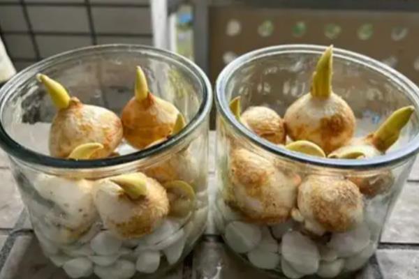 洋水仙如何水培，建议用直径较大的浅盆养护