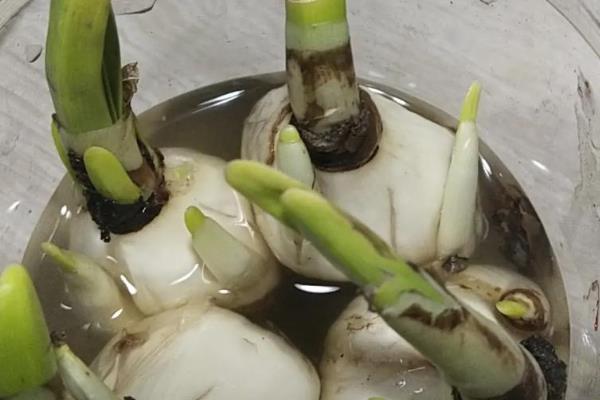 洋水仙如何水培，建议用直径较大的浅盆养护