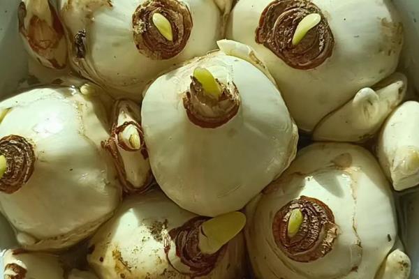 洋水仙如何水培，建议用直径较大的浅盆养护