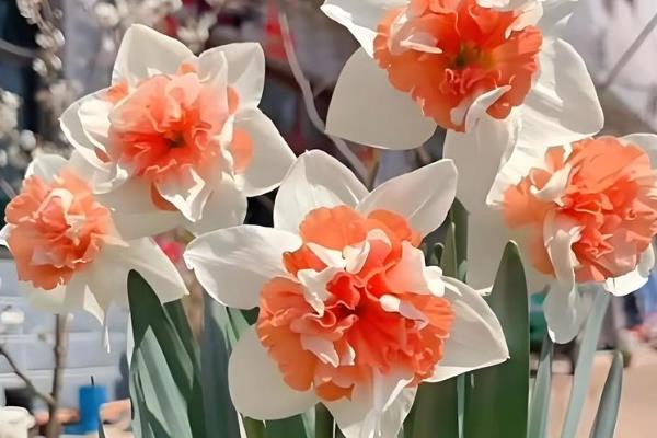 洋水仙如何水培，建议用直径较大的浅盆养护