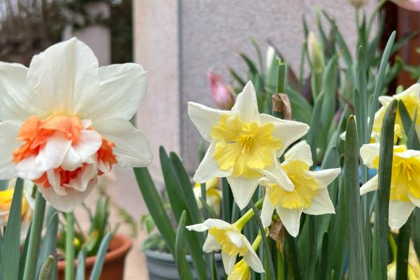 洋水仙如何水培，建议用直径较大的浅盆养护