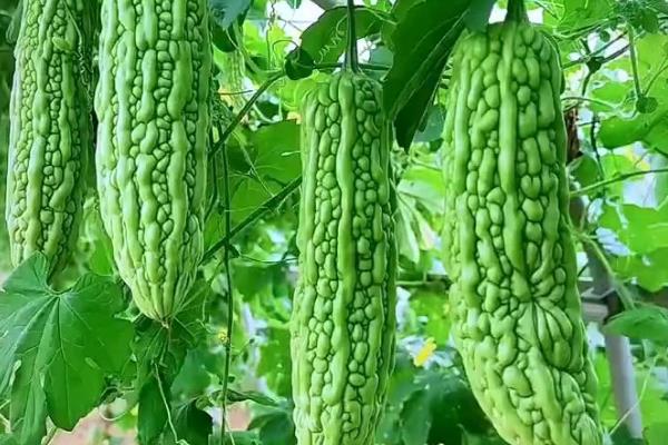 养殖民猪用什么饲料喂养，可以喂苦瓜、绿豆等