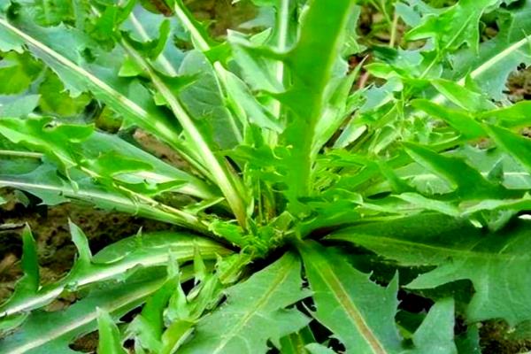 养殖民猪用什么饲料喂养，可以喂苦瓜、绿豆等