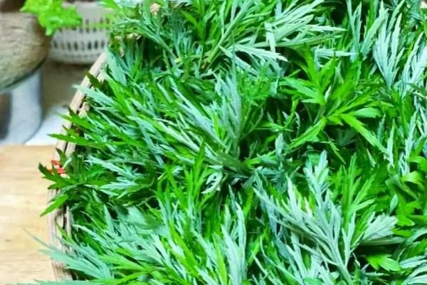 养殖民猪用什么饲料喂养，可以喂苦瓜、绿豆等