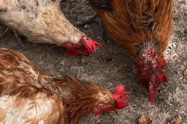 灭毛毛虫的方法，最简单方法便是杀虫剂