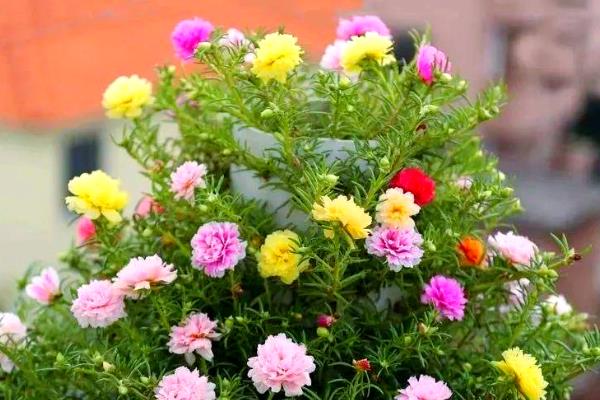 灭毛毛虫的方法，最简单方法便是杀虫剂