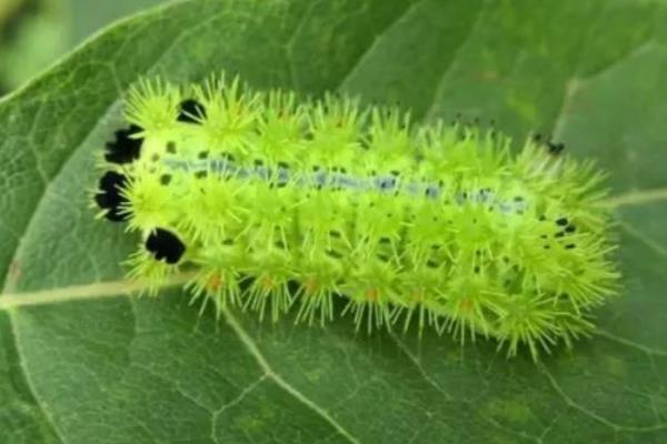 灭毛毛虫的方法，最简单方法便是杀虫剂