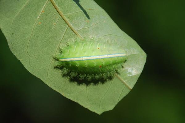 灭毛毛虫的方法，最简单方法便是杀虫剂