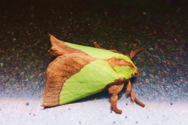 灭毛毛虫的方法，最简单方法便是杀虫剂