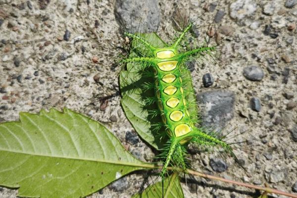 灭毛毛虫的方法，最简单方法便是杀虫剂
