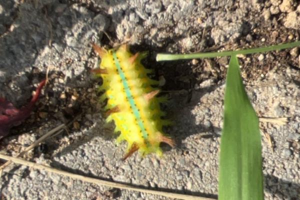 灭毛毛虫的方法，最简单方法便是杀虫剂