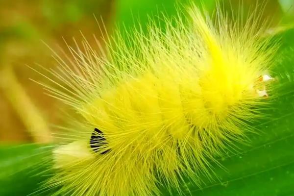 灭毛毛虫的方法，最简单方法便是杀虫剂