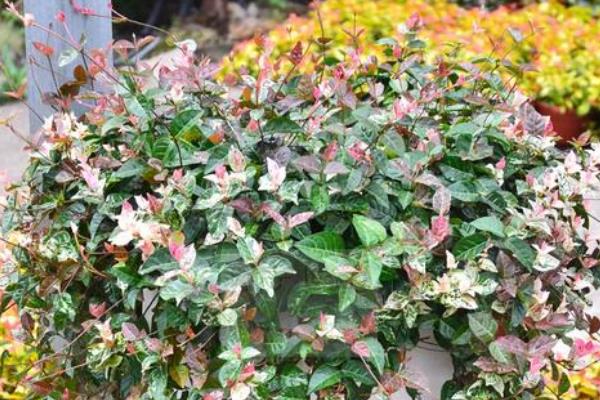 黄金络石怎么养殖，春秋季节每隔2-3天浇一次水