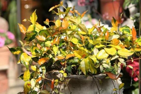 黄金络石怎么养殖，春秋季节每隔2-3天浇一次水