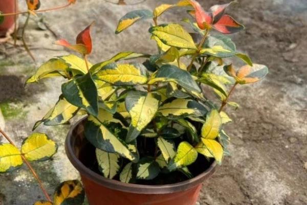 黄金络石怎么养殖，春秋季节每隔2-3天浇一次水