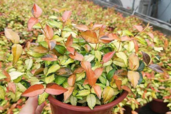 黄金络石怎么养殖，春秋季节每隔2-3天浇一次水