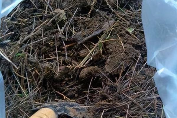 黄金络石怎么养殖，春秋季节每隔2-3天浇一次水