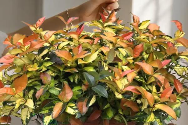 黄金络石怎么养殖，春秋季节每隔2-3天浇一次水