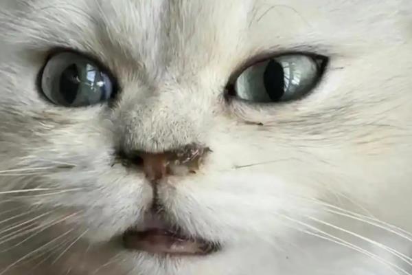 猫有鼻涕怎么办,出现清鼻涕要注意保暖